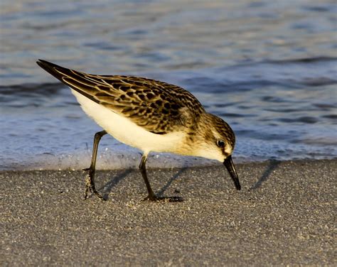 Beachgirl's Blog: Shorebird Migration