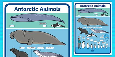 Antarctic Animals Size Comparison Poster (teacher made)