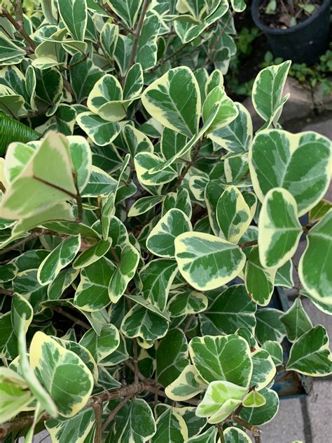 Ficus Variegated Variegata 6 pot dwarf Triangularis fig plant | Etsy