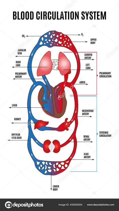 Circulatory System Animation Labeled