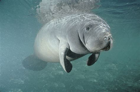 Swim with the manatees in Florida | Manatee, Manatee pictures, Animal ...