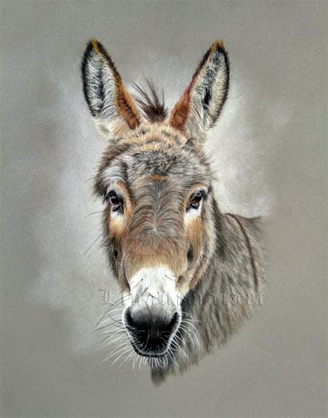 Donkey by Lin-a-art on DeviantArt