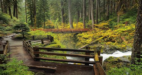 Hoh Rainforest Trail Map