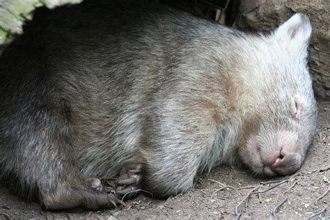 common wombat sleeping (3) | joshua cunningham | Flickr