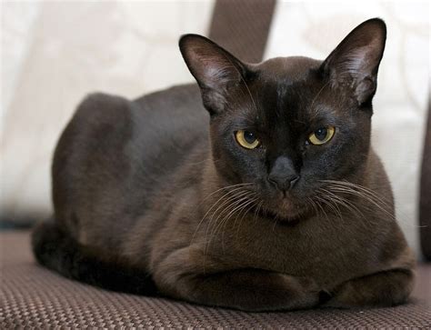 Everything You Need to Know About the Black Burmese Cat – Petsmont