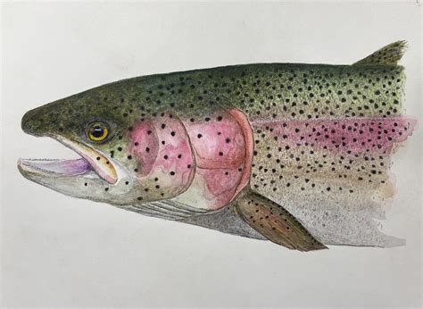 Pencil Drawings Of Trout at Drawing