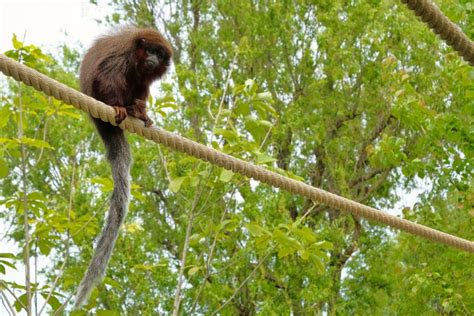 Red Titi Monkey Climbing on a Branch in Natural Habitat Stock Image ...