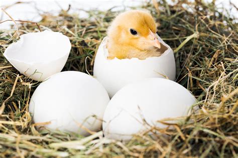 Blog - TREATS FOR CHICKENS