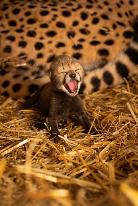 Two cheetah cubs were born for the first time by IVF. The breakthrough ...