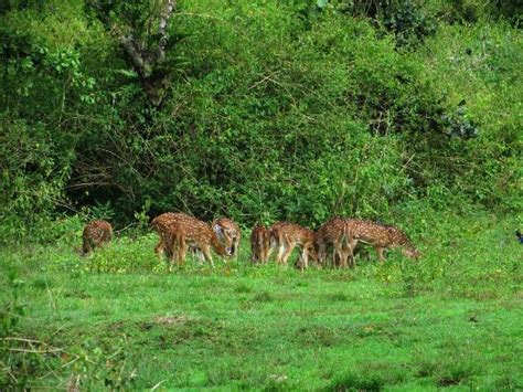 Safari - Wayanad Wildlife Sanctuary, Kalpetta Traveller Reviews ...