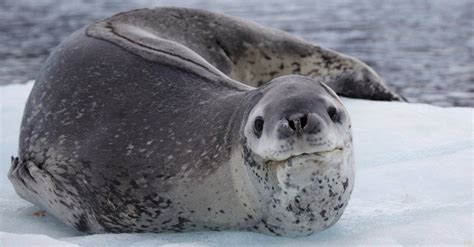 Are Seals Poisonous or Dangerous? - A-Z Animals