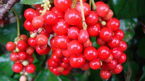 What is Schisandra - Are there any proven clinical benefits of Schisandra?