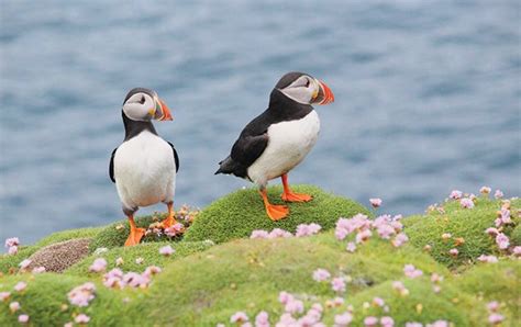 Puffin facts! - National Geographic Kids