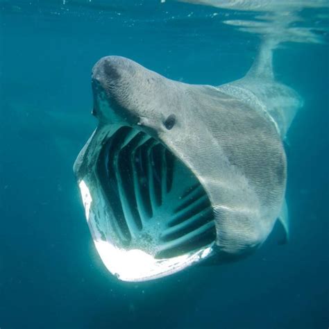 49 best images about Basking Sharks - Cetorhinus maximus on Pinterest