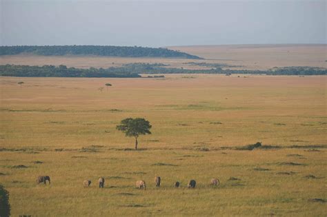 Masai Mara Safari in Kenya: All You Need to Know