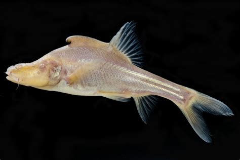 Scientists Aim to Preserve a Rare, and Blind, Species of Chinese Fish ...