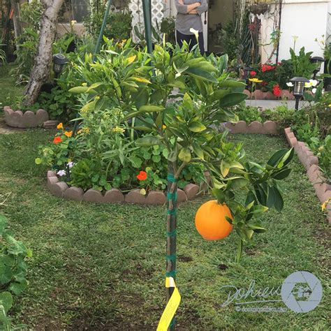 Citrus sinensis 'Cara Cara', Orange Tree 'Cara Cara' in GardenTags ...