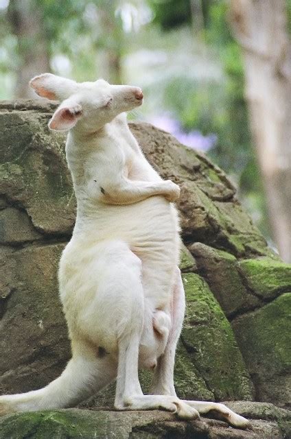 Information of The World: White Kangaroo from Australia.