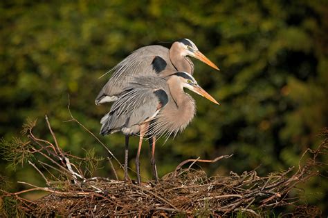 Great Blue Heron Nesting Pair | Great Blue Heron (Ardea hero… | Flickr