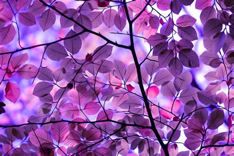 free purple wallpaper,purple,violet,lilac,pink,branch (#315995 ...