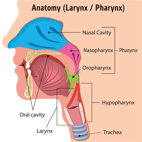 Larynx Pharynx Trachea Esophagus