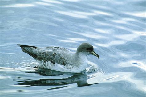 Petrels: About Petrels and Where to Watch Petrels