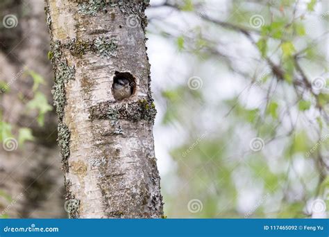 Red breasted nuthatch stock photo. Image of nest, tree - 117465092