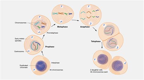 Genetic Makeup Of Daughter Cells In Mitosis - Mugeek Vidalondon