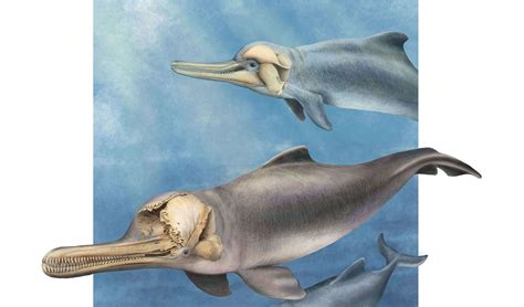 New, ancient dolphin species had weird skull crests - Australian Geographic