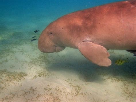 Dugong vs Manatee – What’s the Difference?