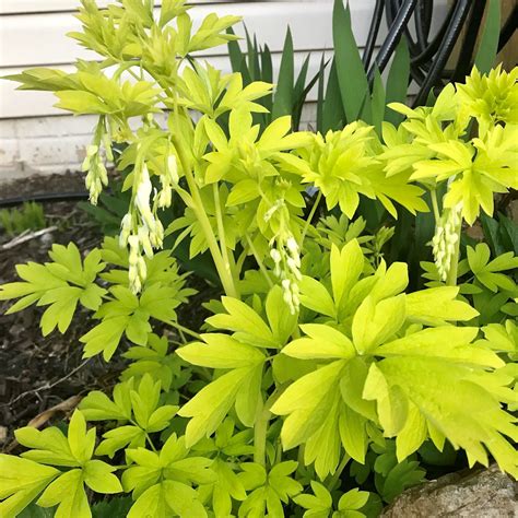 Dicentra ‘White Gold’ (Bleeding Heart) - Cavano's Perennials