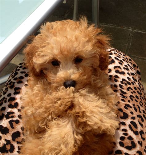 Apricot Toy a Poodle Puppy - Ellie at 12 weeks old | Toy poodle, Poodle ...