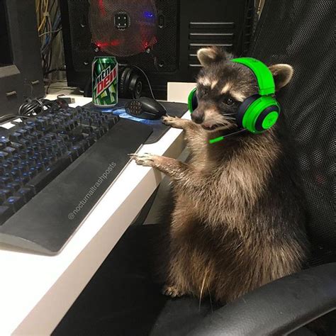 Raccoon Queen's Instagram Post: Will You Play Minecraft with Gamer Racc?