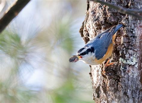 The Red-breasted Nuthatch and Its Quirky Behavior