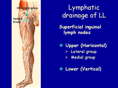 Male Groin Lymph Nodes Location