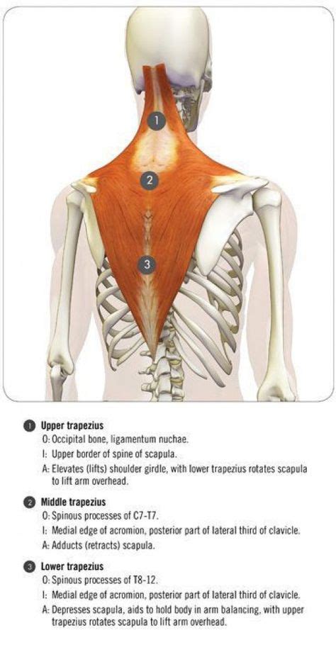 12 Psoas Trigger points ideas | trigger points, psoas release, massage ...