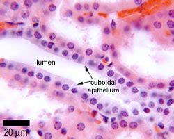 Epithelia: The Histology Guide