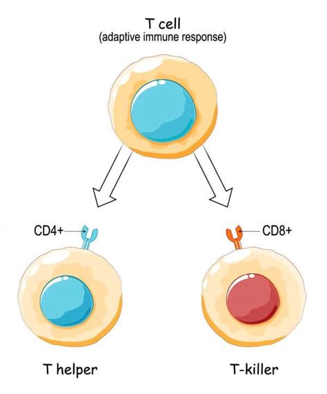 Helper T Cells Function - putihsatul