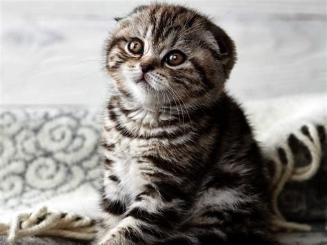 Scottish Fold - Cat Breed Guide | Spot