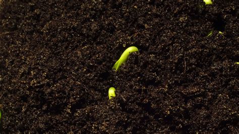 Seed Growing Time Lapse Stock Video Footage for Free Download