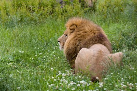 Back view of a lion stock image. Image of outdoor, nature - 117782557