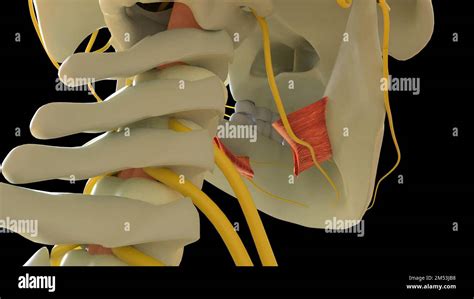 Hyoglossus Muscle anatomy for medical concept 3D illustration Stock ...