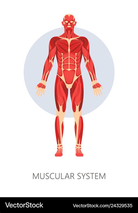 Muscular system isolated human body anatomy Vector Image