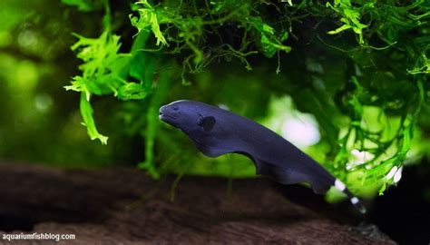 Black ghost knife fish care-Total care diet and breeding guide