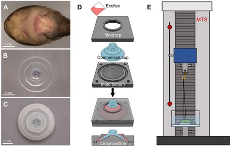 Suction cups and the experimental setup used measure their adhesive ...