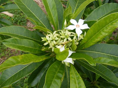 Cerbera manghas L. | Plants of the World Online | Kew Science