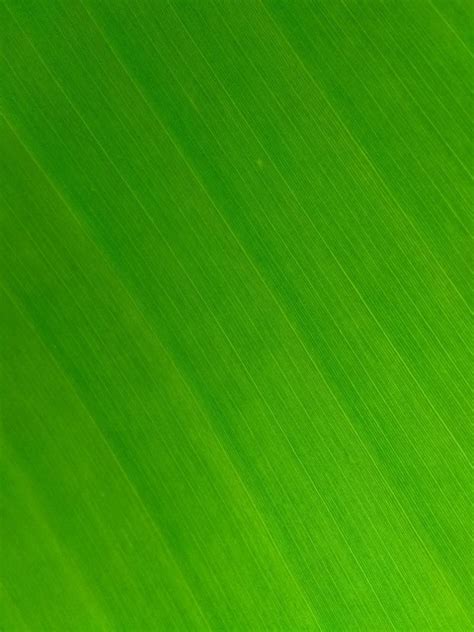 Leaf Texture HD Background Wallpaper | CBEditz