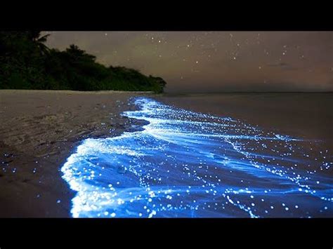 Sea of Stars - Vaadhoo Island, Maldives - YouTube