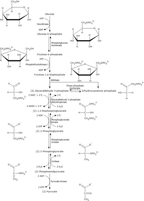 Glycolysis Cycle