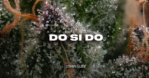 Do Si Do Strain Guide - Hikei Dispensary San Diego and La Mesa, CA